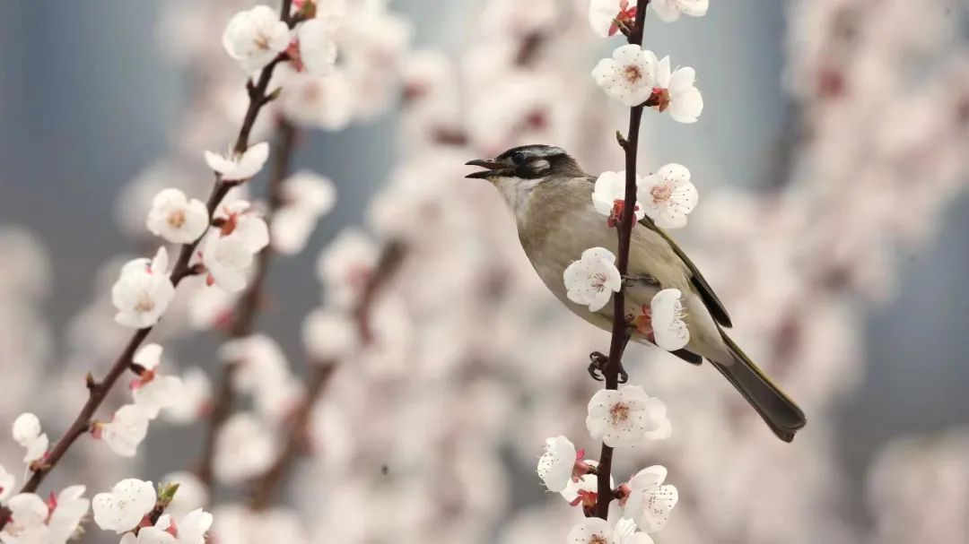 师大寻鸟记，这些小可爱，你都见过吗？