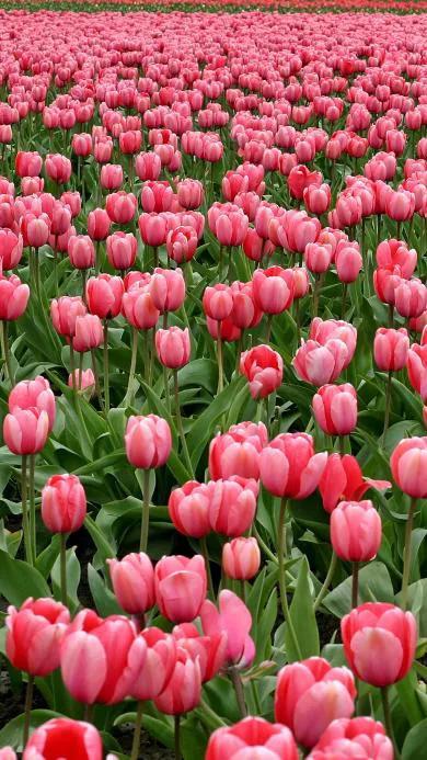 郁金香欣赏,郁金香图片大全大图欣赏