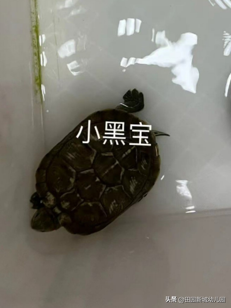 课程故事乌龟大班,嗨小鸭课程故事