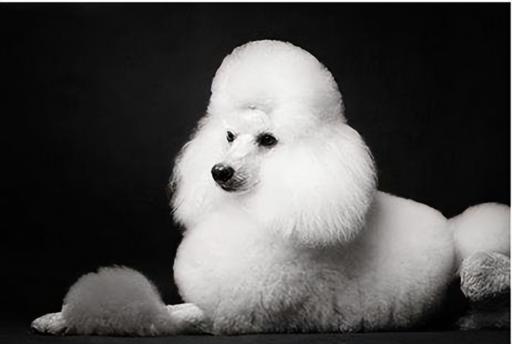 什么狗比较温顺不乱叫,哪种狗最聪明温顺可爱