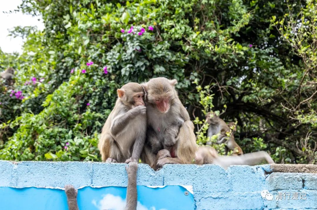 海南南湾猴岛天气预报,海南南湾猴岛