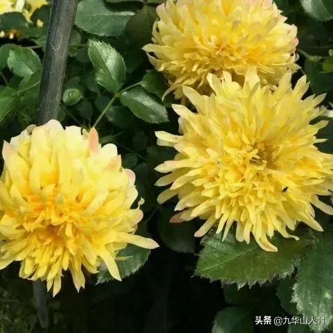 大花浓香勤花的月季品种,大花月季品种介绍大全图片及价格