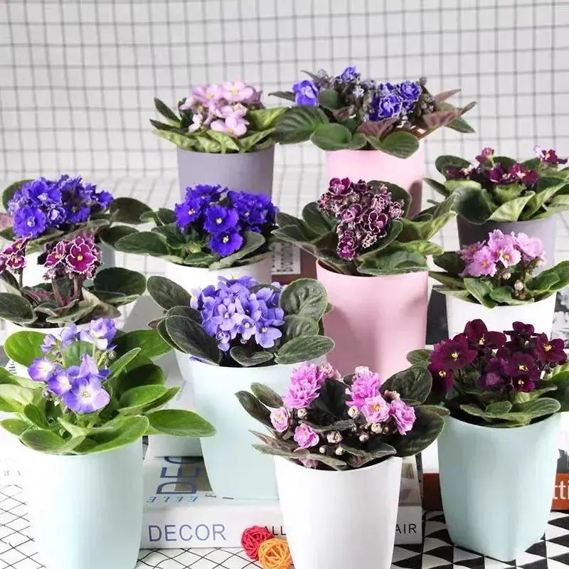 四季最好养的10种花,最适合新手养的5种花清新自然