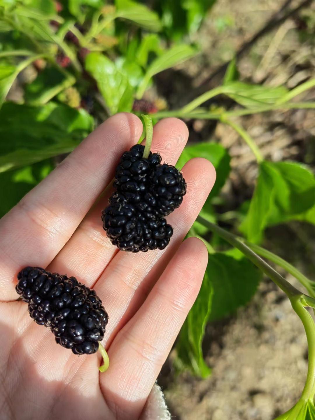 德昌有什么好耍的地方,德昌有啥好玩的地方推荐一下