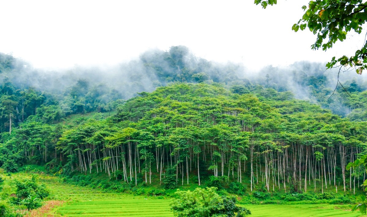 2022西双版纳门票免费的景区,西双版纳望天树景区与热带植物园