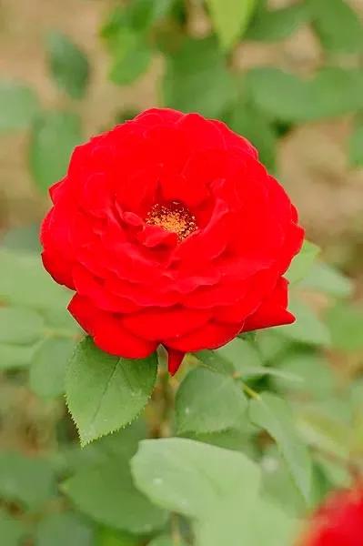 我爱月季花完整版,我爱月季花300字作文