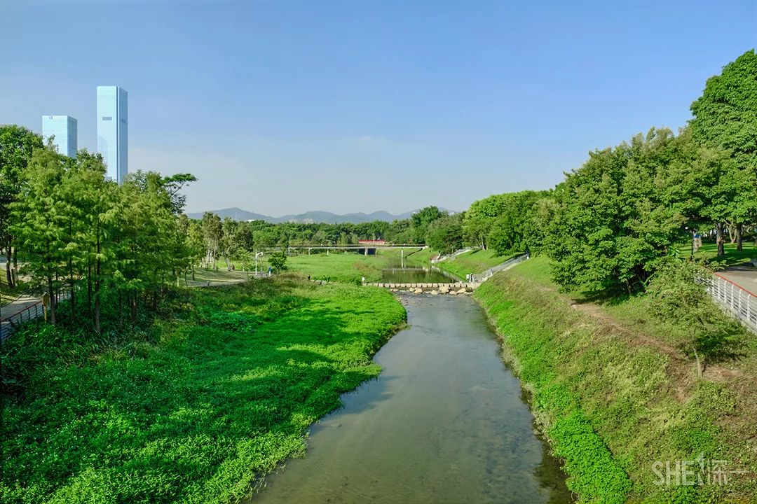 深圳免门票最好玩的地方,怎么玩深圳免费景点
