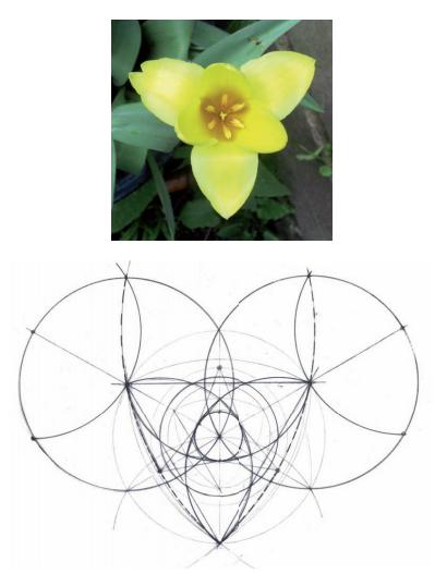 花朵的秘密使命思维导图,花朵的秘密花由哪些部分组成