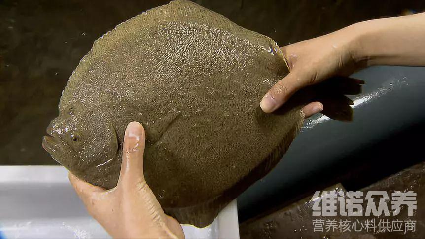 多宝鱼喂颗粒技巧,多宝鱼多大可以喂鲜饲料