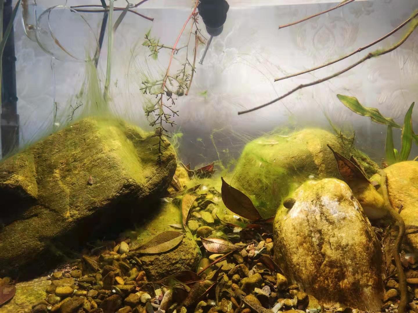 七彩水草缸怎么抑制藻类,水草缸怎么治疗水霉