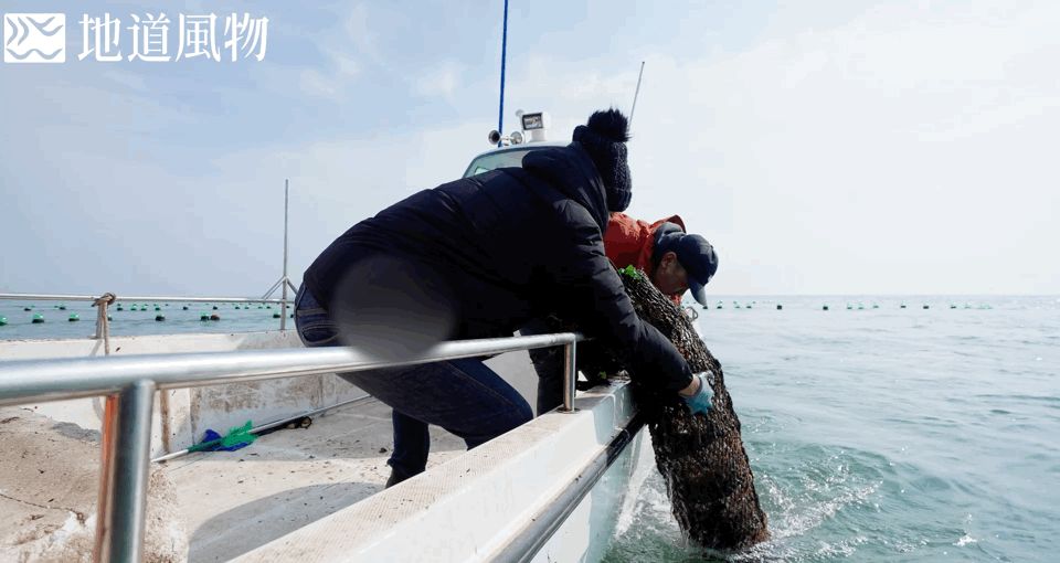 这座不起眼的山东小城，搞生蚝能有多猛？