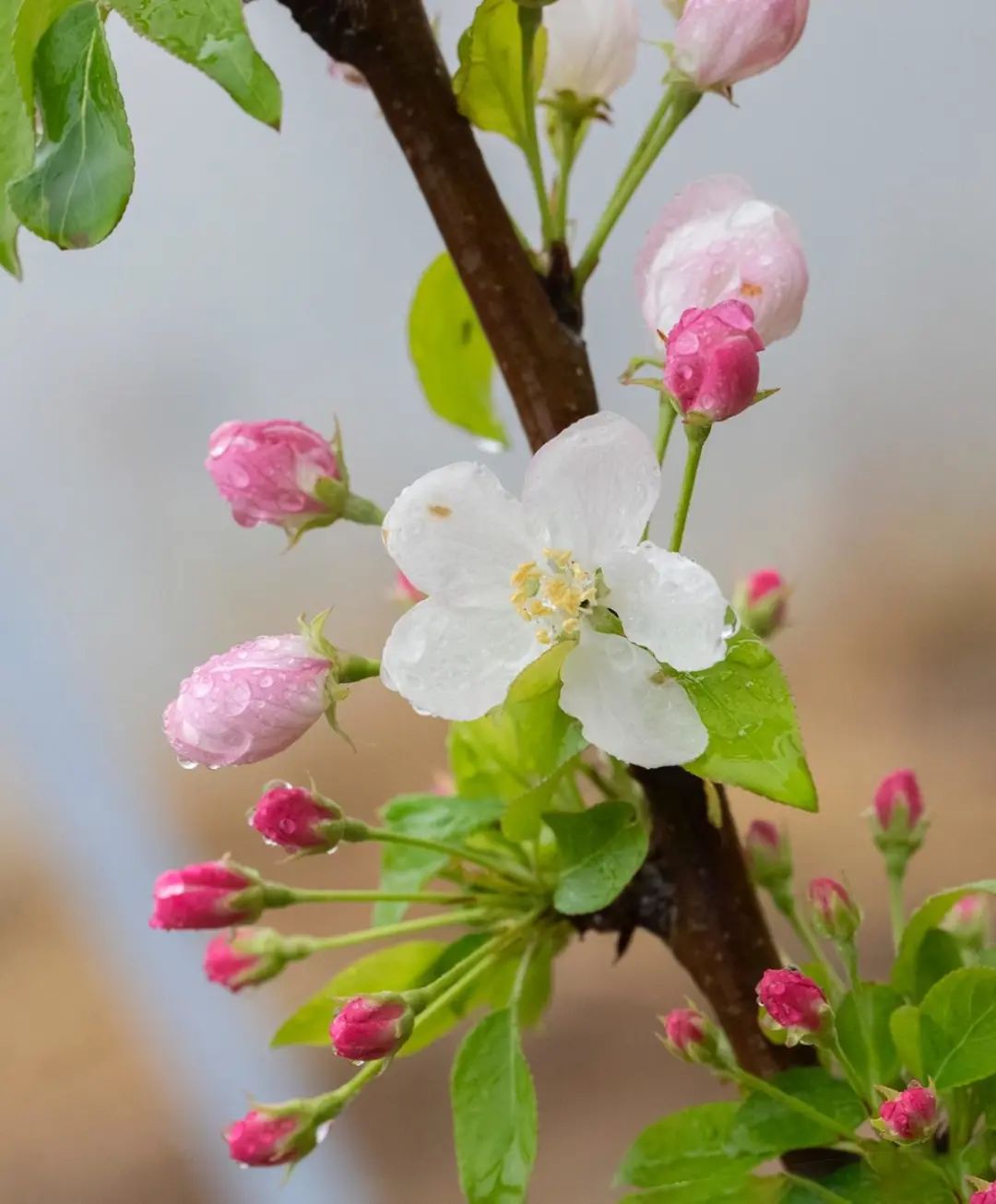 人生几何笑看花开花落,人生几何不过花开花落