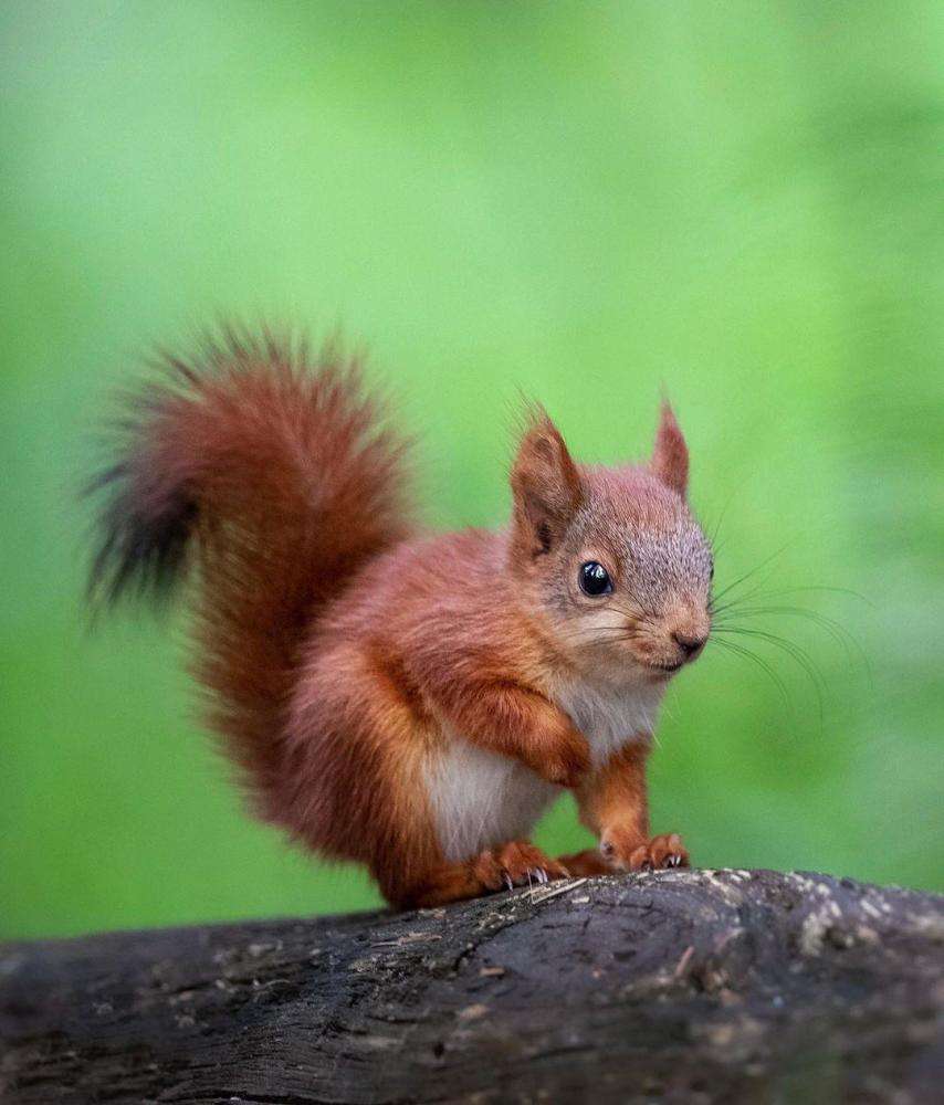 男人在路边意外捡到一只野猴子,男子捡到一只猴子带回家