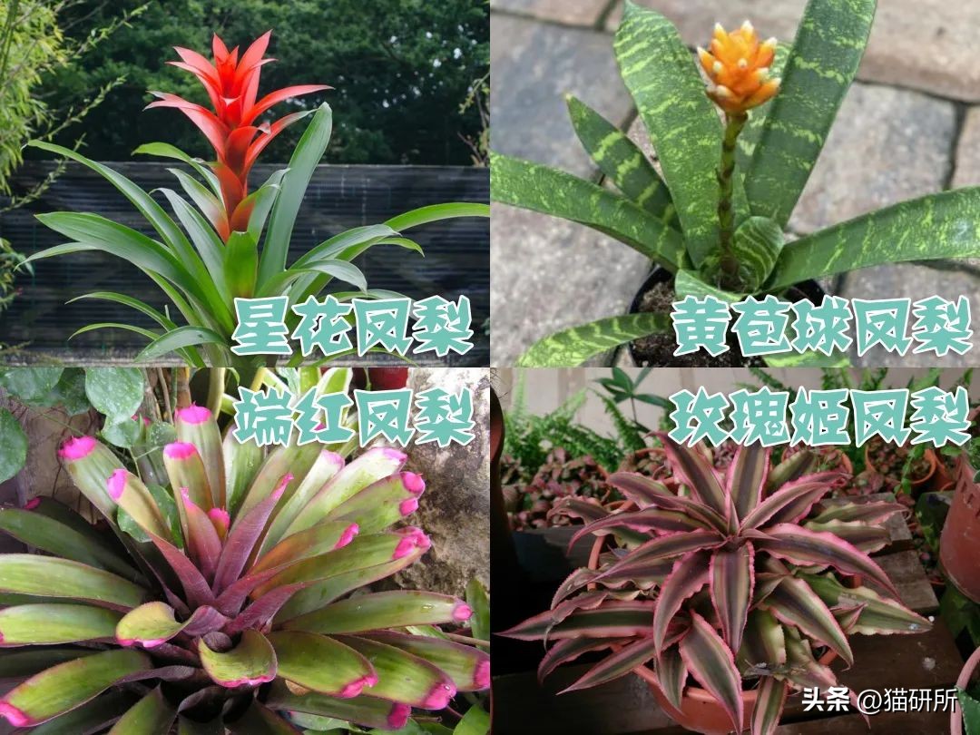 养猫可以养什么绿植,养猫不可以养的大型绿植