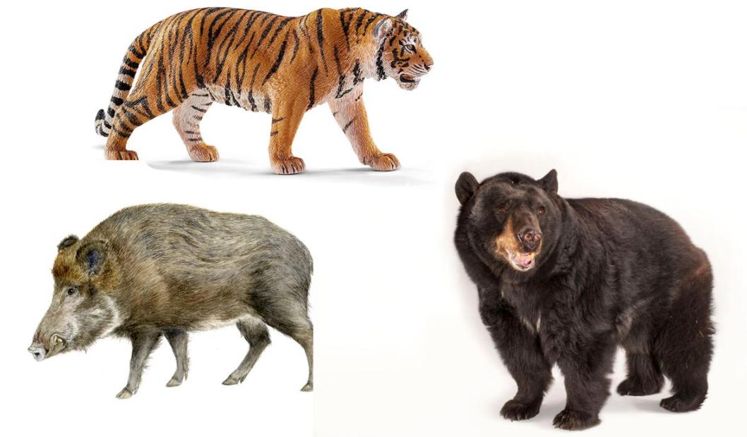 为什么野猪比老虎可怕,一猪二熊三老虎猎人