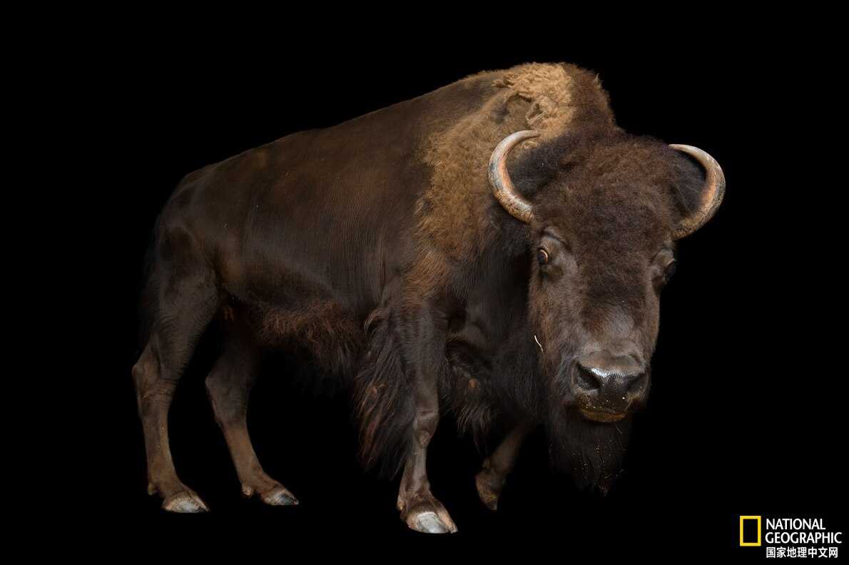 美国最神秘的物种,美国独有物种