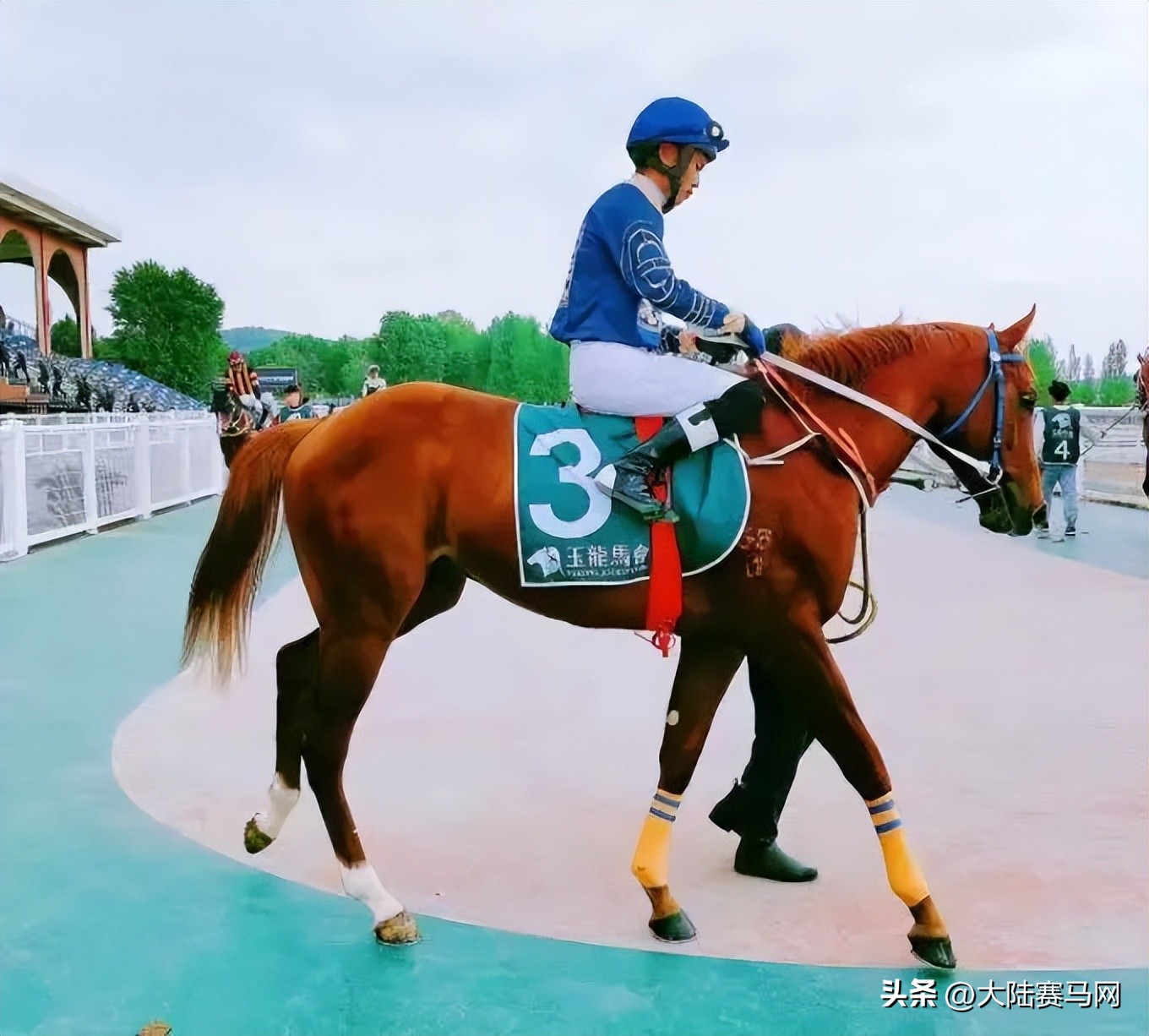 90后叶女士海外读博:「大陆马会」让我实现“云养马”!