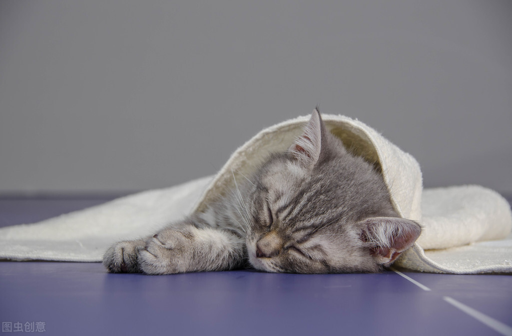 猫咪在床上拉屎然后被打了,猫咪为什么会在床上拉屎尿尿