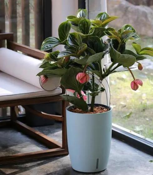 女性领导办公室绿植图片,适合放在领导办公室的绿植