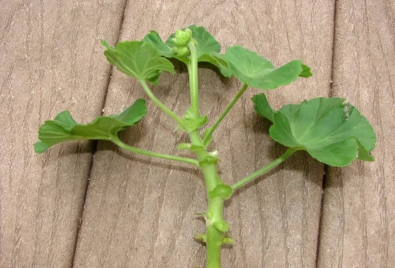 入门天竺葵的扦插方法图解,天竺葵扦插跟绣球扦插方法一样吗