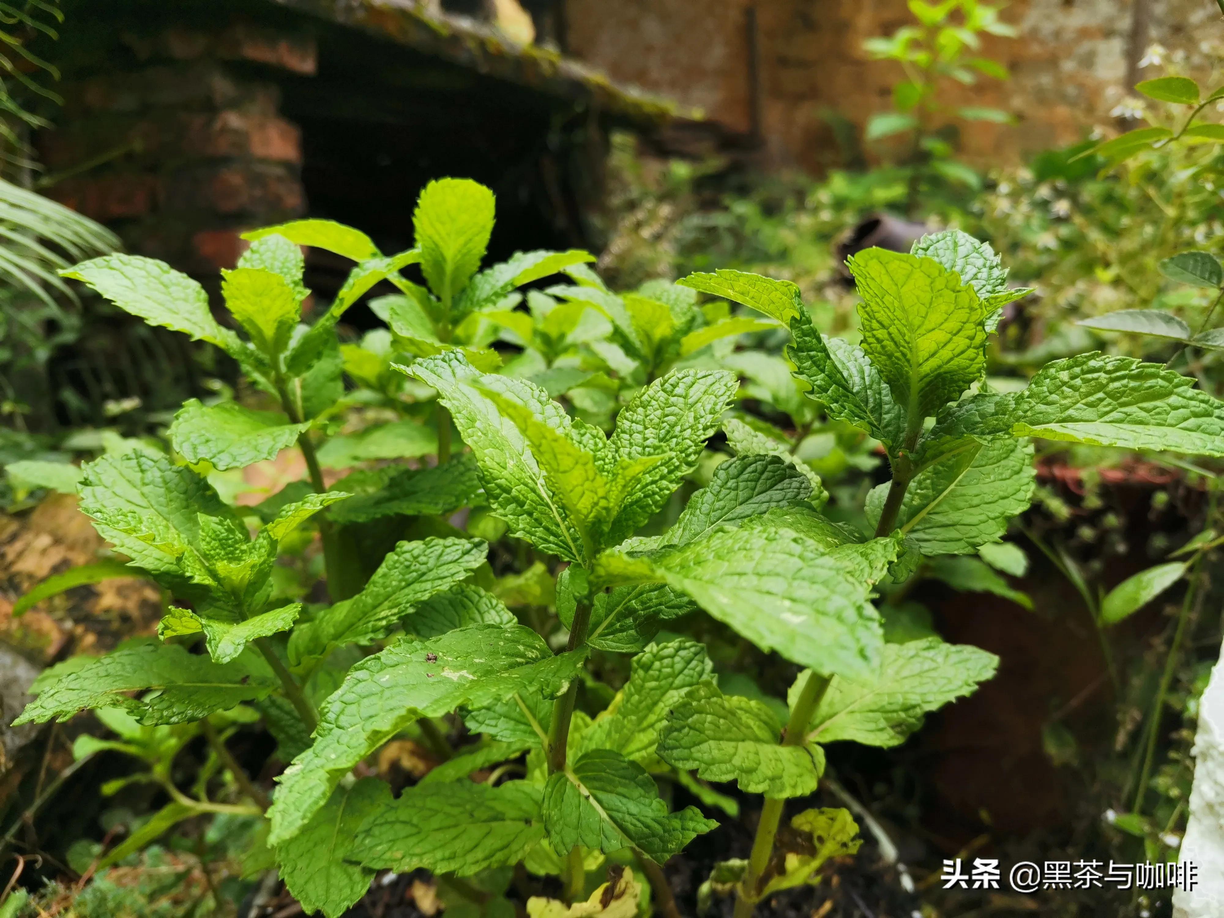 薄荷叶怎么做美食,用薄荷叶怎么可以做成很火的美食