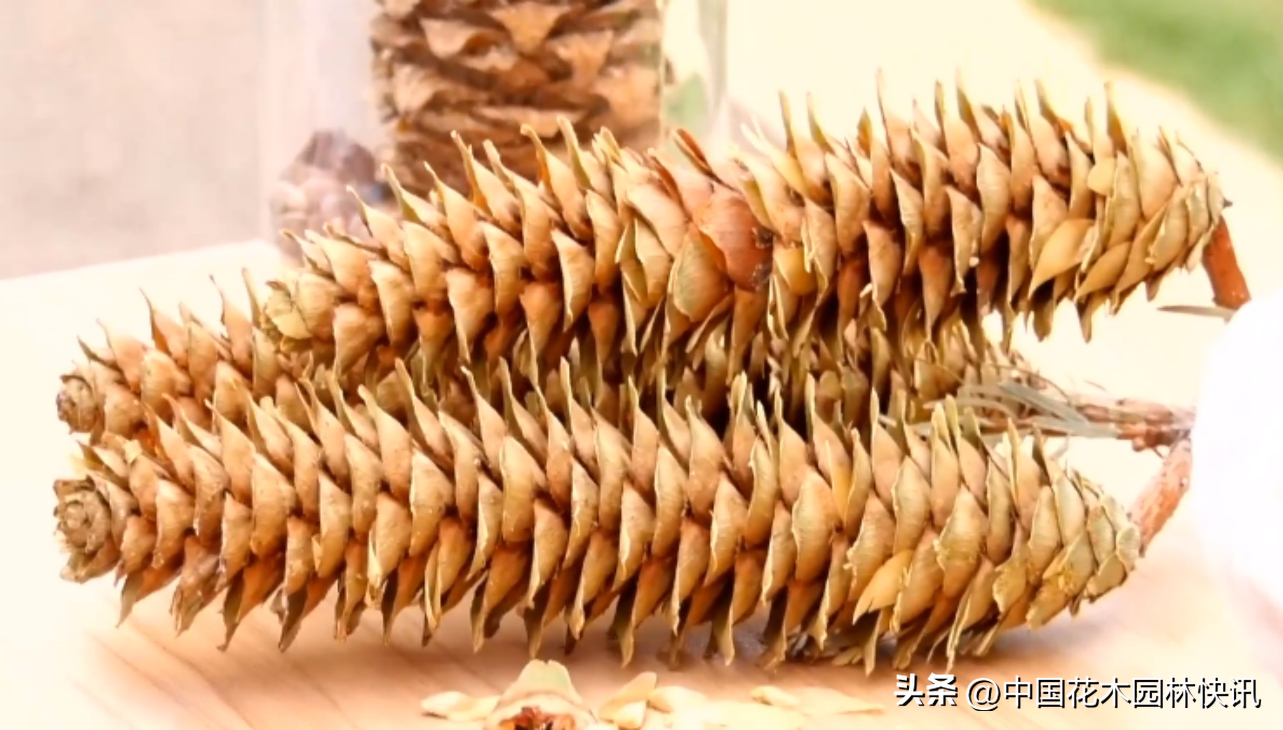 昆明植物研究所直播,云南省昆明市植物研究所