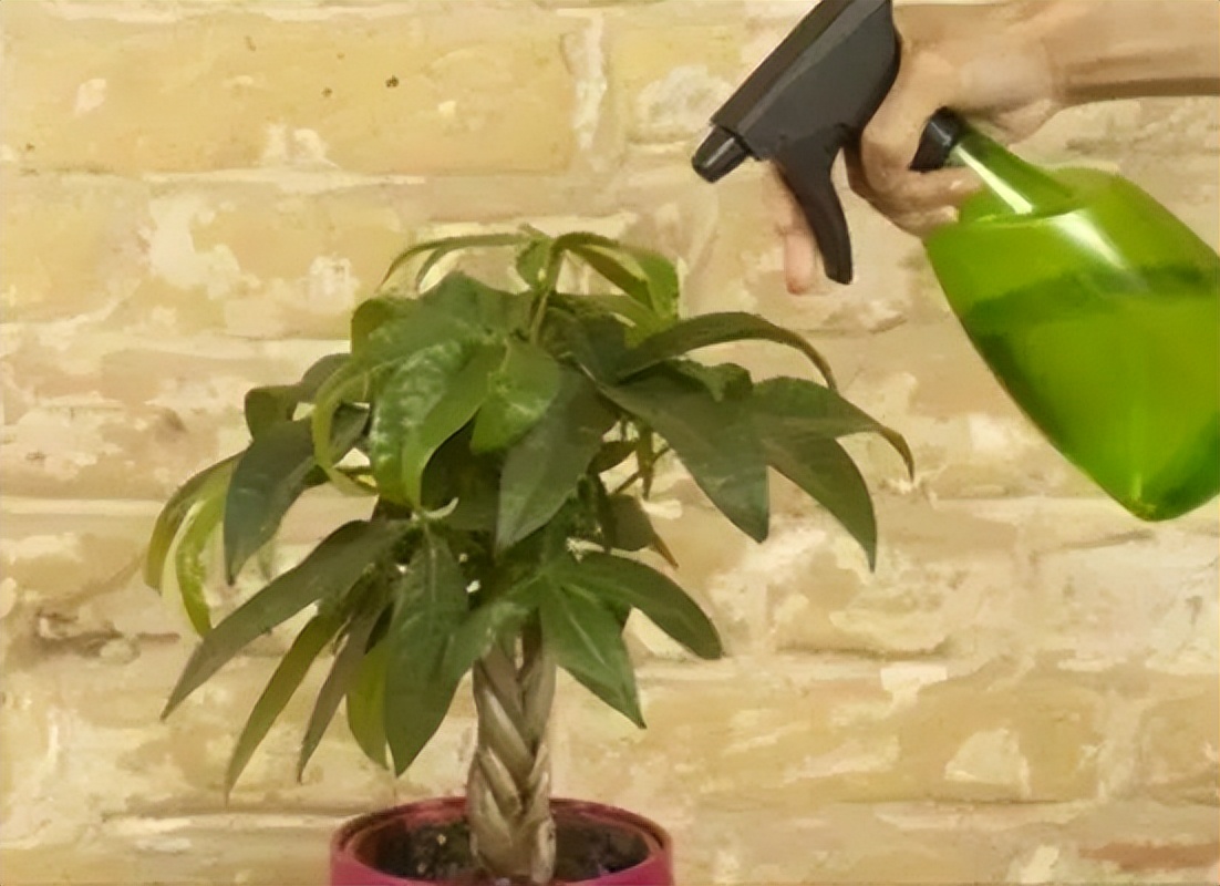 发财树主干腐烂是什么原因,发财树的主干烂了怎么办