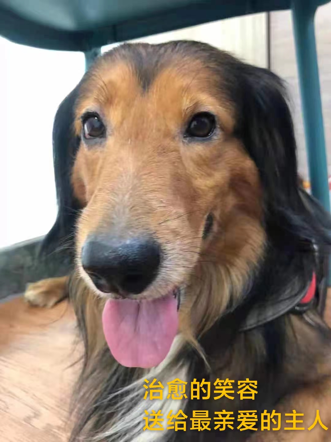 养狗十大难题,养狗的话从多大开始养才好