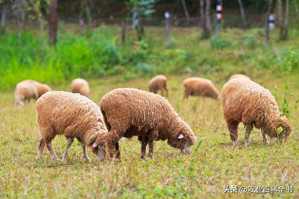 春季养羊应预防哪些疾病,养羊技术和防治疾病书籍