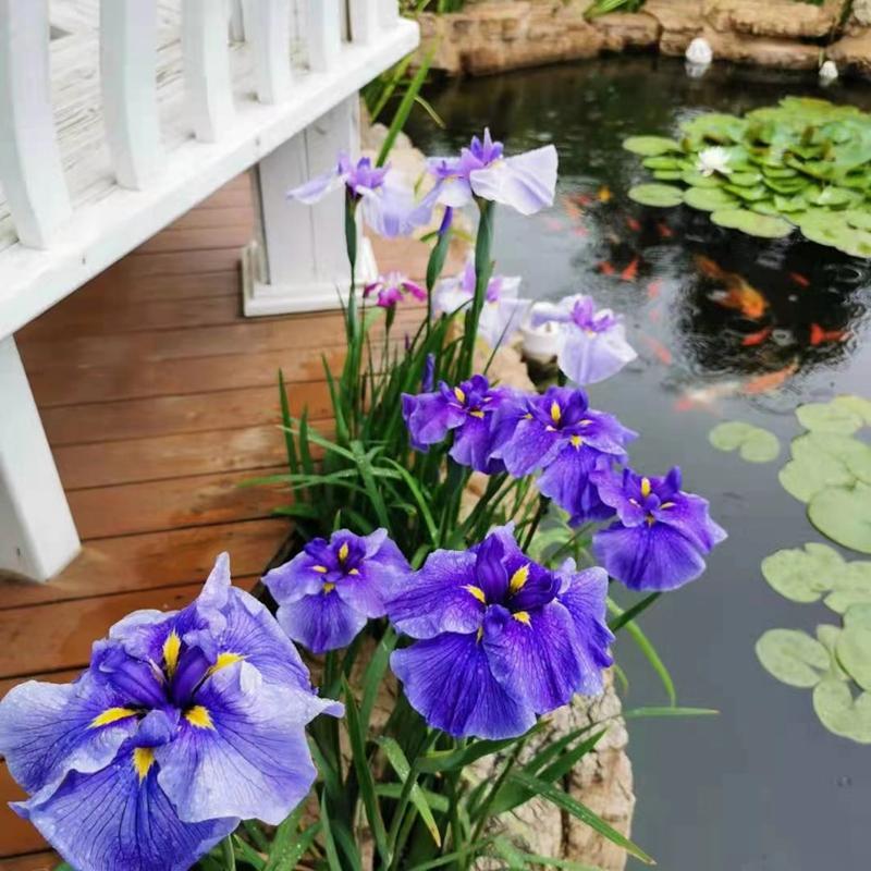 将鸢尾卖出“网红爆款”，线上年销售额超百万元，他是怎么做到的？