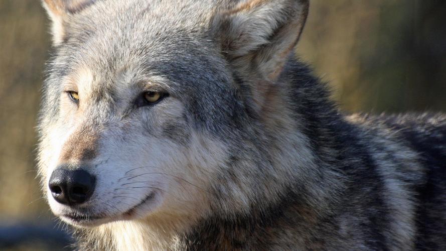 草原狼群杀马群,草原狼群杀人案