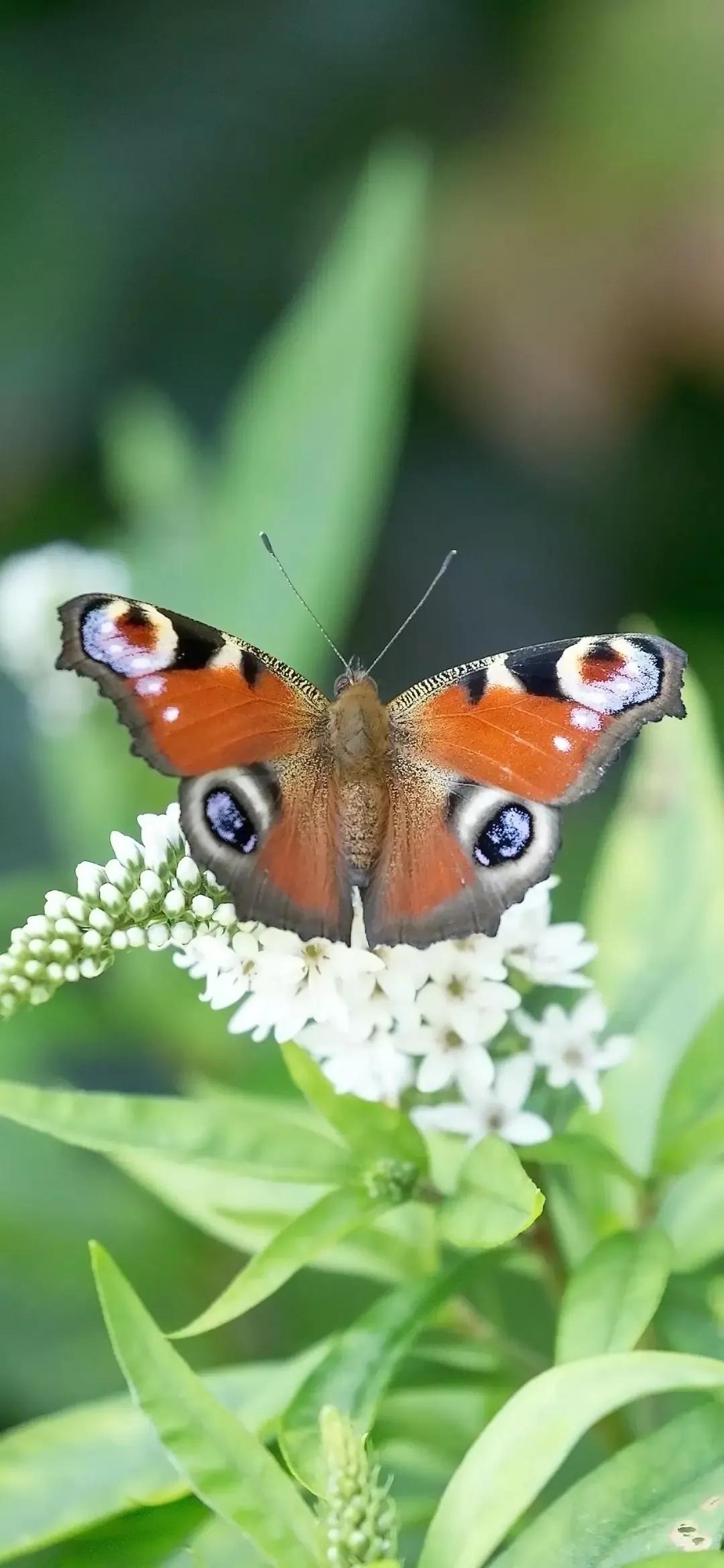 歼20高清壁纸4k全屏无水印,精选壁纸高清无水印高级感