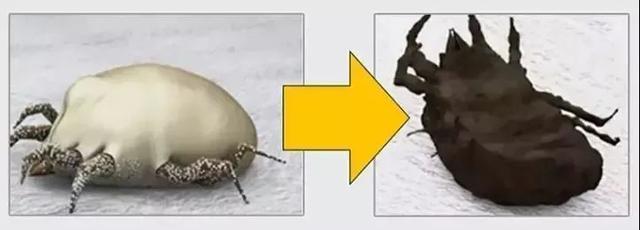 床上“螨虫成堆”？教你个土法子，家中放些它，螨虫“都跑光了”