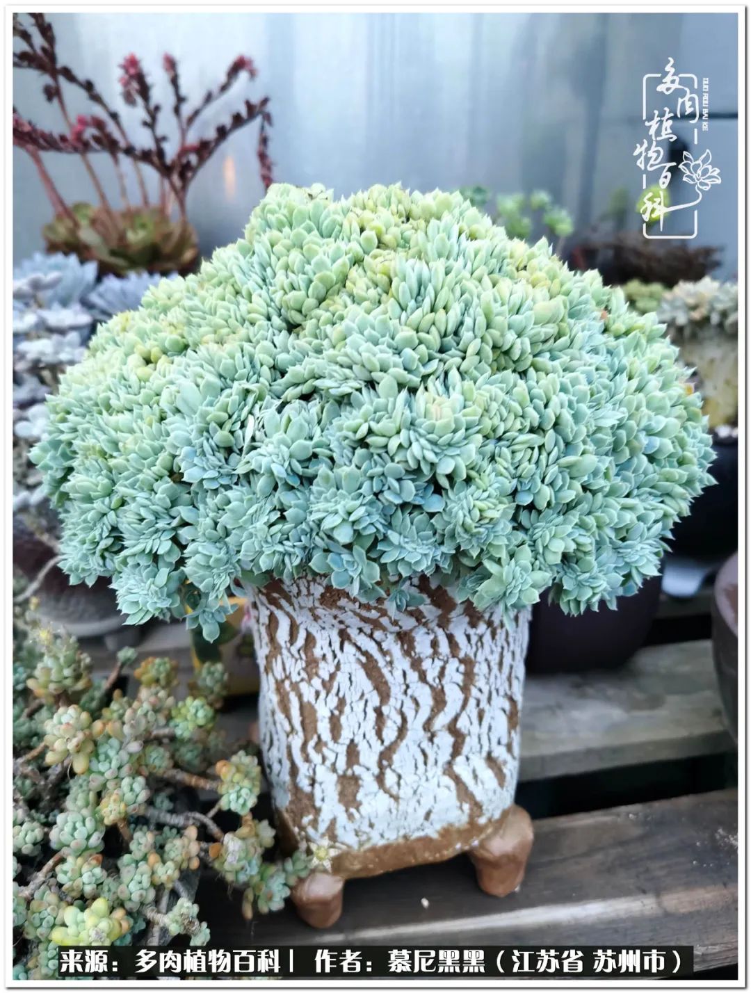 生活需要三分甜,生活需要一半禅意一半烟火