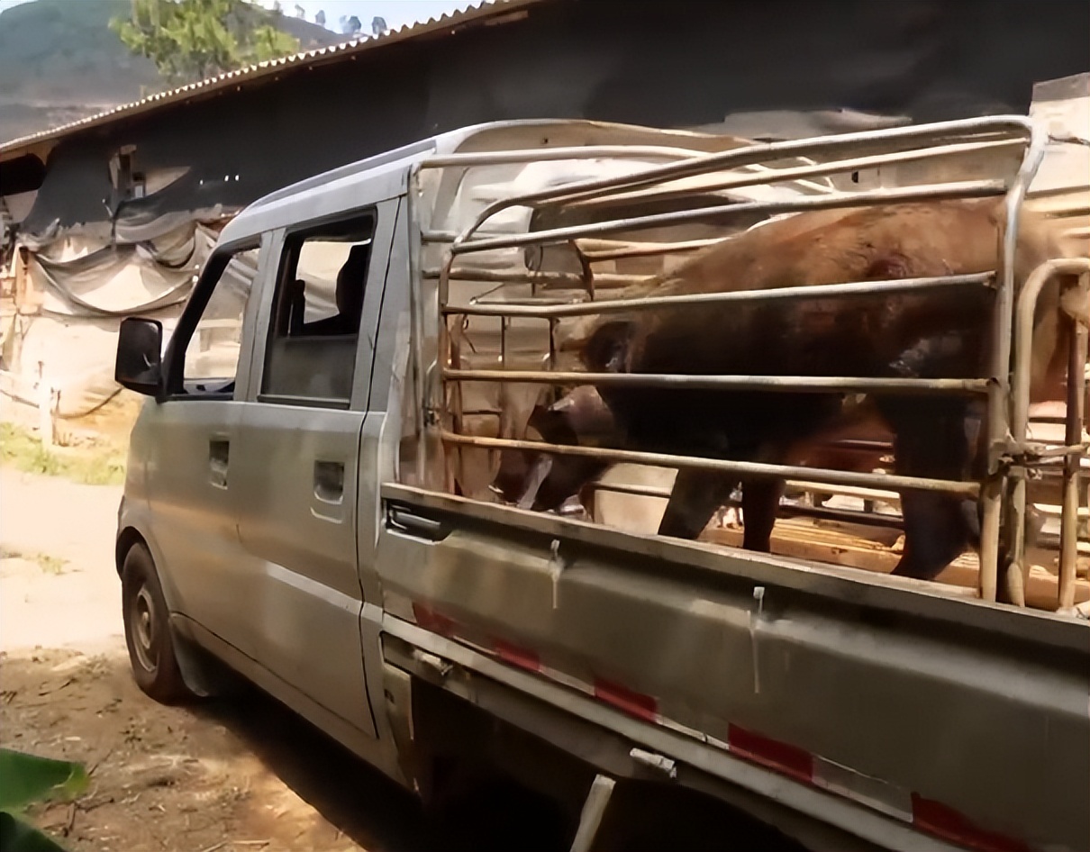福建男子养“跳跳猪”，一斤猪肉最高卖出125元，年销售额达600万