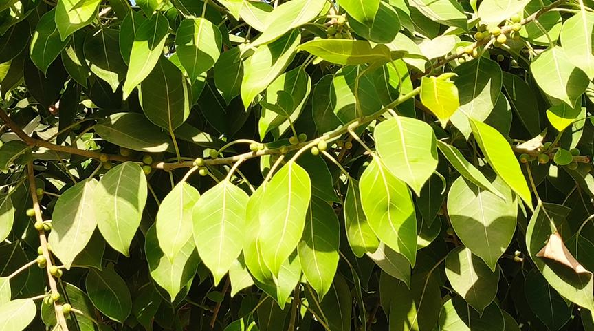 迪拜适合养什么植物,迪拜常见花草