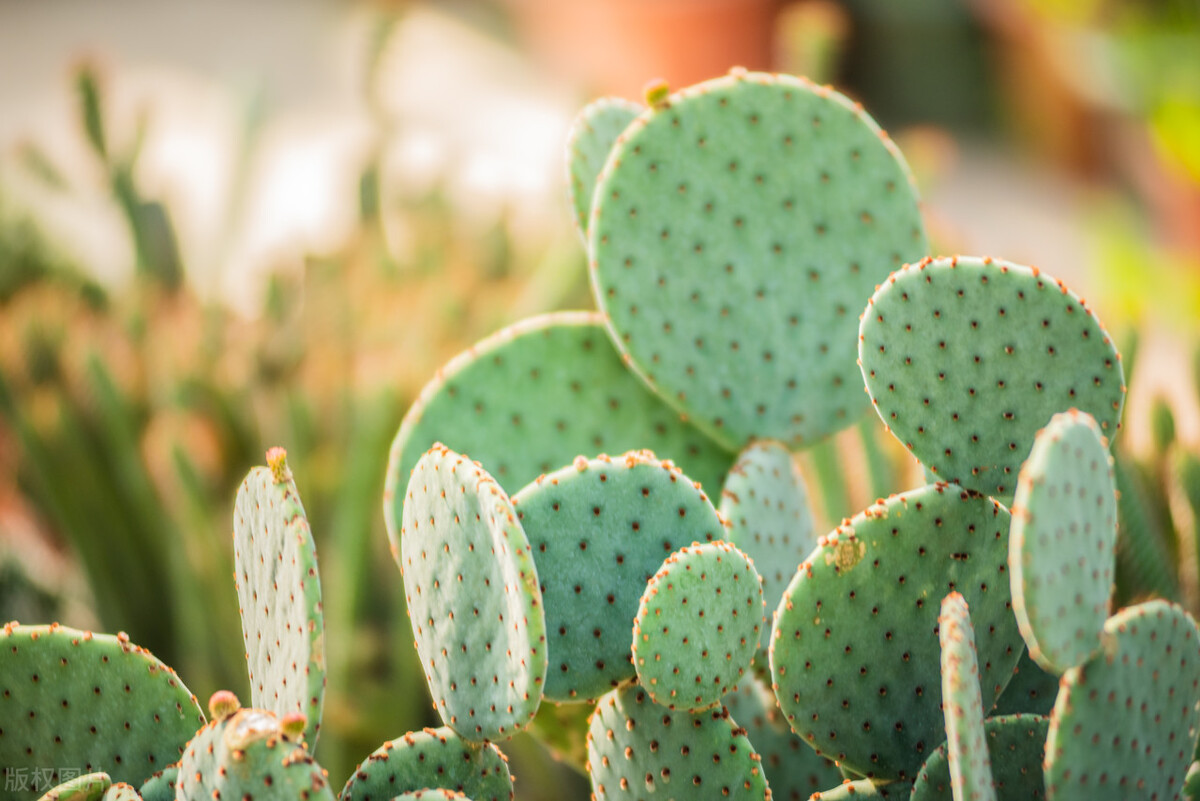 新家除甲醛绿植虎皮兰,千手观音绿植除甲醛吗