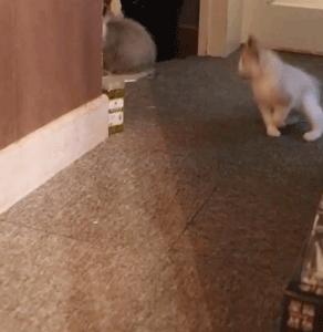 自从养了猫家里都是毛毛,自从养了猫家里出现了好多蚂蚁