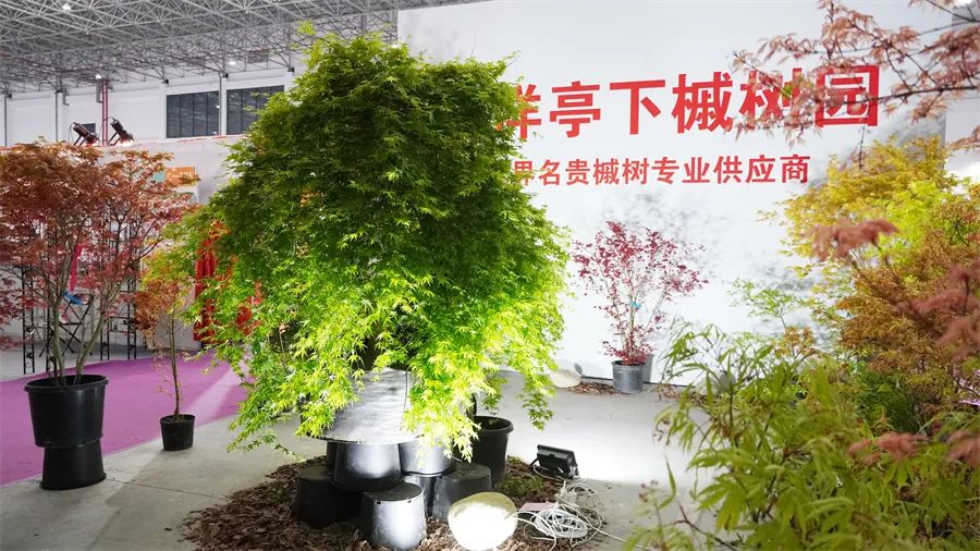 镇店之宝被抢购，“亚洲最美花展”上盆栽“吸睛”又“吸金”