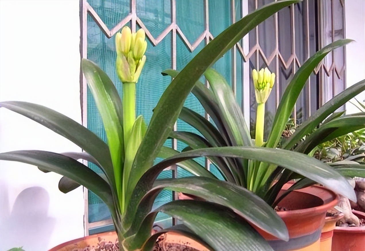 君子兰催花期可以用花多多12号吗,君子兰催花用什么最好养