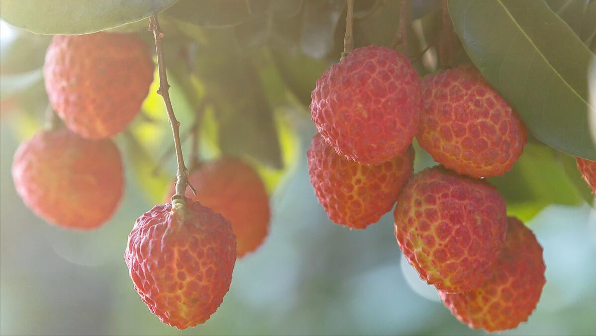 中国公认最贵顶级食材，一口一豪车一顿一豪宅，普通人直呼吃不起