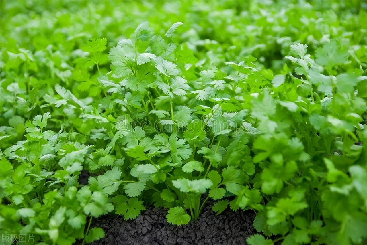 春季香菜露地种植几天出苗,春季香菜怎样防止出苔