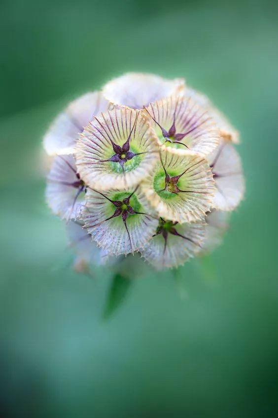 闀垮緱鍍忚冻鐞冧竴鏍风殑妞嶇墿,鍜岃冻鐞冩湁鍏崇殑妞嶇墿