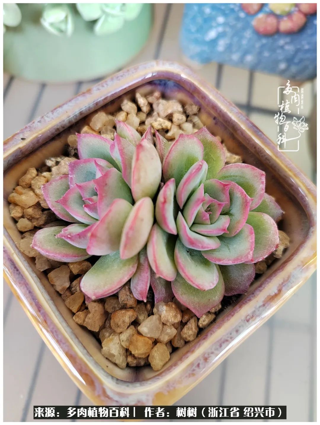 又临寒冬，暖阳下携手肉肉赏姹紫嫣红！