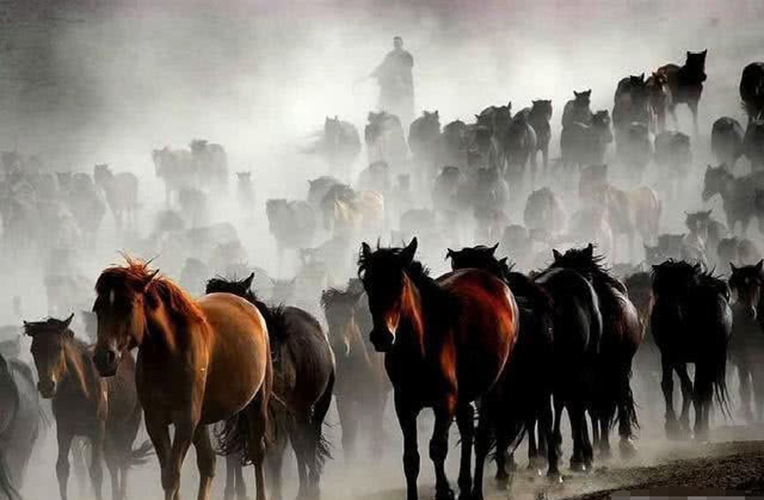 驴和马能混养吗,马和驴能杂交不能养牛吗