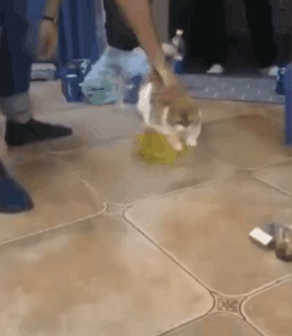 两只猫打架喵星人殊死搏斗满嘴毛,两只猫打架互拔胡子