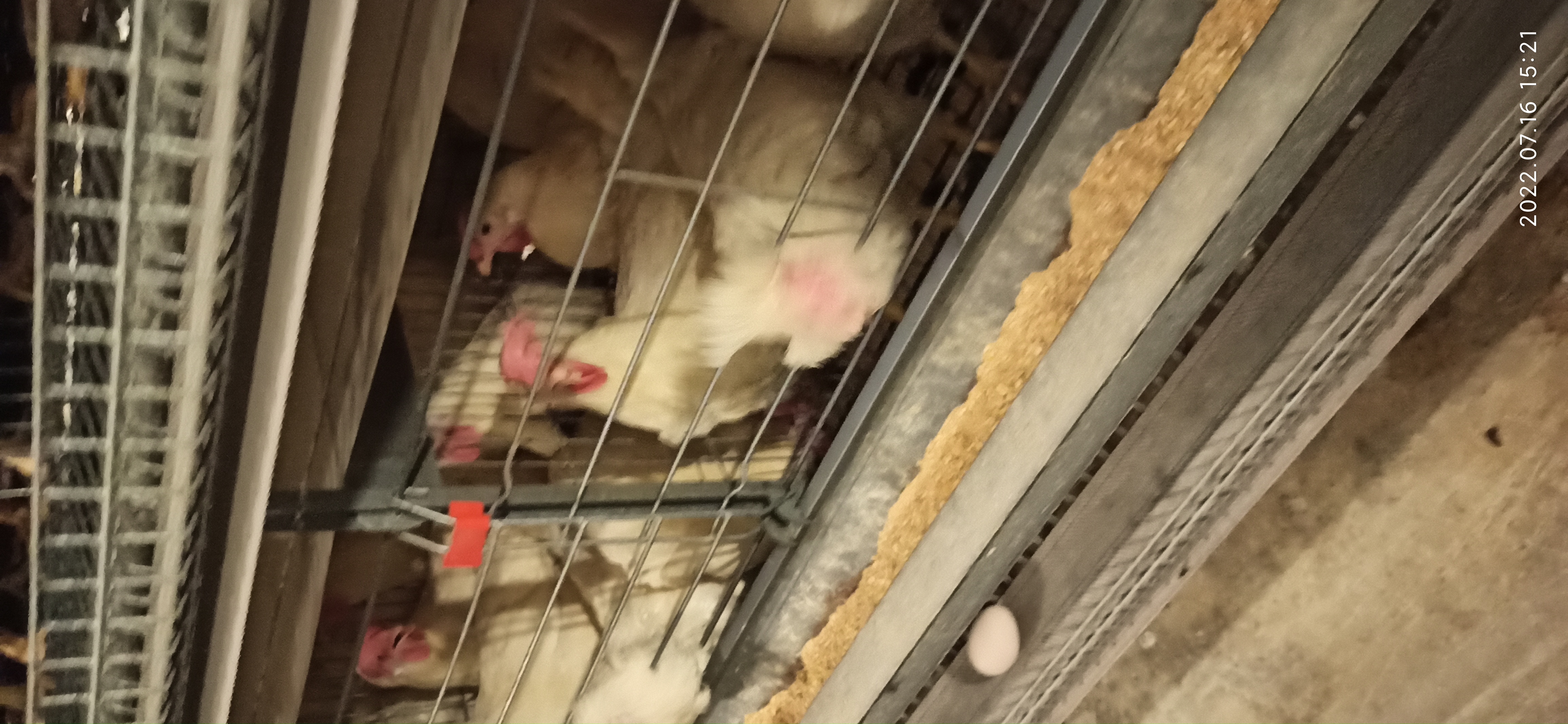 牧翔禽病研究院‖蛋鸡传染性贫血并发滑液囊支原体病例（湖北）69