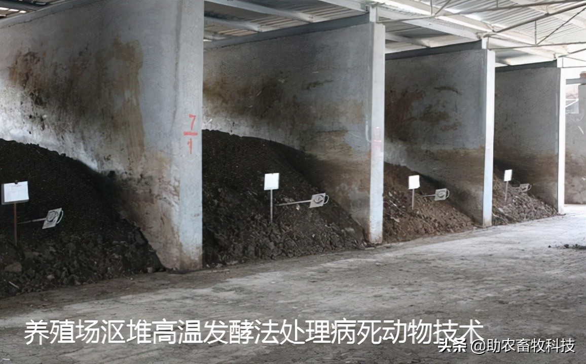 病死动物无害化处理实现全覆盖,宁夏病死动物无害化处理实施方案