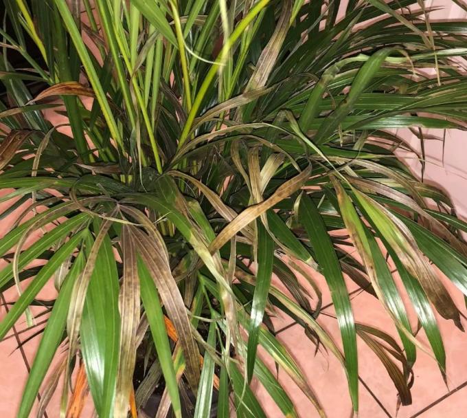 室内散尾葵上有尘土怎么办,家里的散尾葵为何黄叶