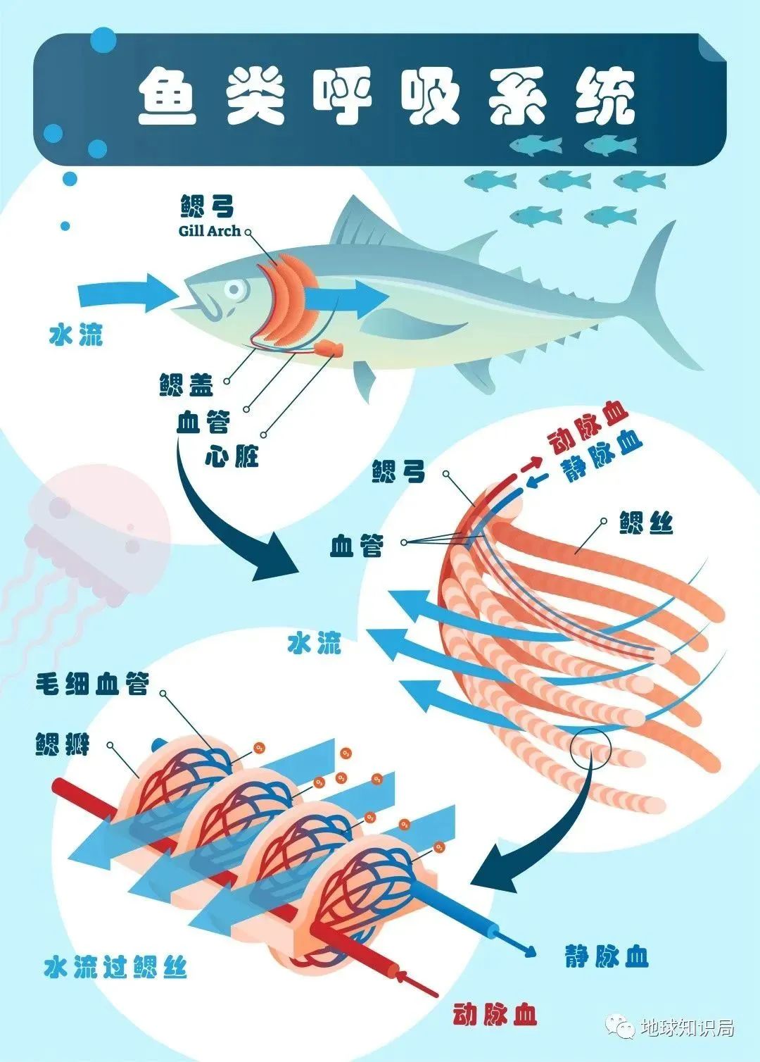 他们，做了一个违背祖宗的决定！|地球知识局